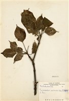 藏品(昆欄樹)的圖片